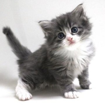 サイベリアン(父)×ミヌエット(母)【埼玉県・男の子・2024年3月1日・ブルータビー&ホワイト】の写真「元気いっぱい男の子♪」