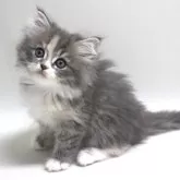 サイベリアン【埼玉県・女の子・2024年4月9日・ダイリュートキャリコ(三毛猫)】の写真1