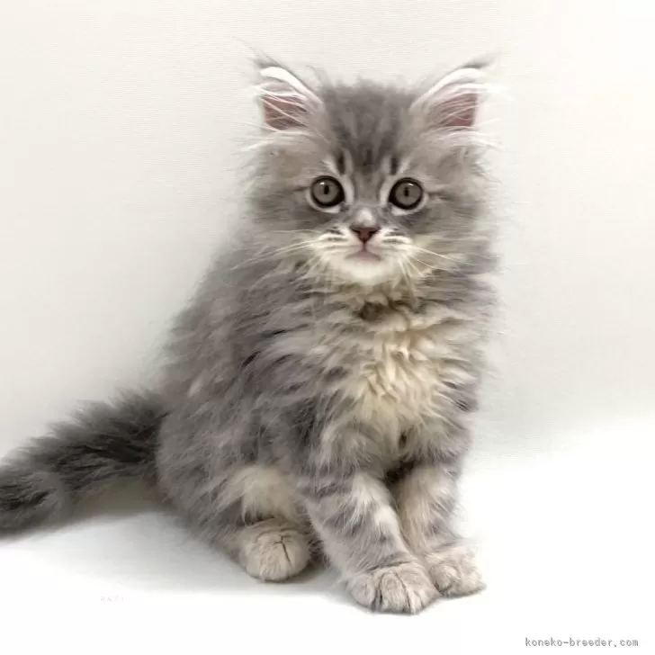 らす 様のお迎えした子猫