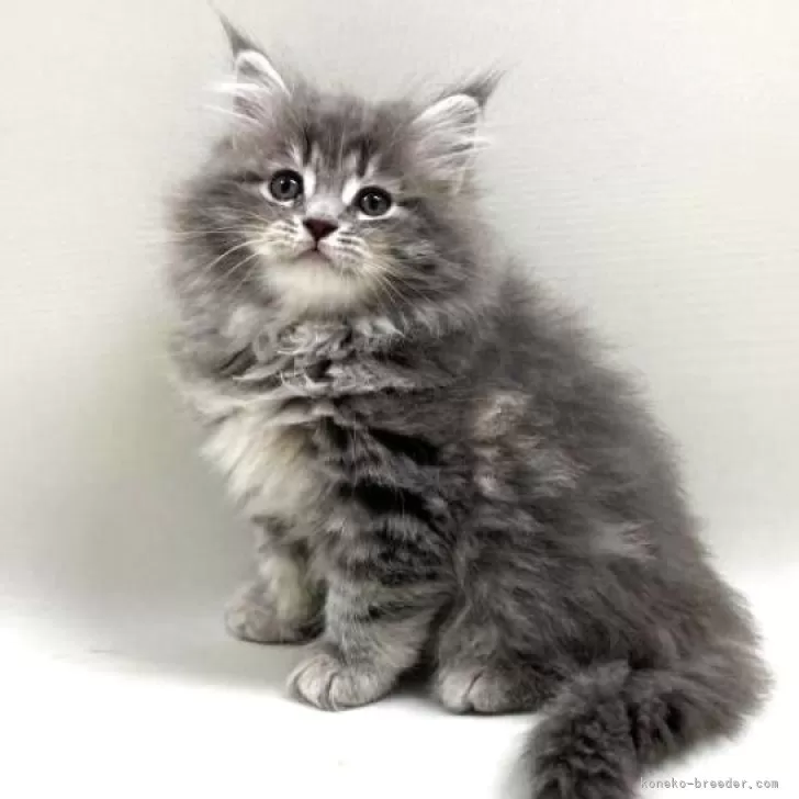 イイノ 様のお迎えした子猫