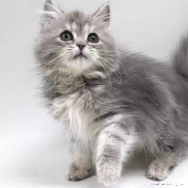 ID:2501-00613の子猫