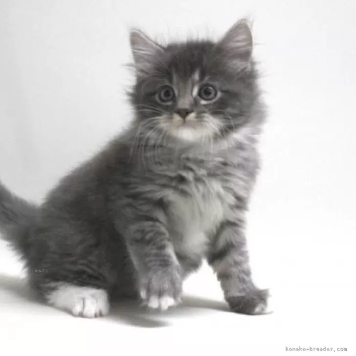 Na 様のお迎えした子猫