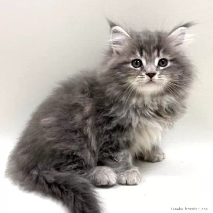 ID:2502-00293の子猫