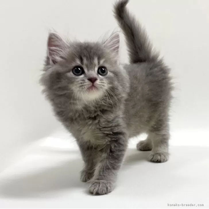 ID：2509-01671の子猫