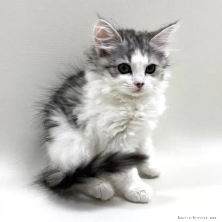 ID：2504-01150の子猫