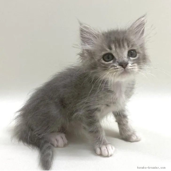 K.H 様のお迎えした子猫