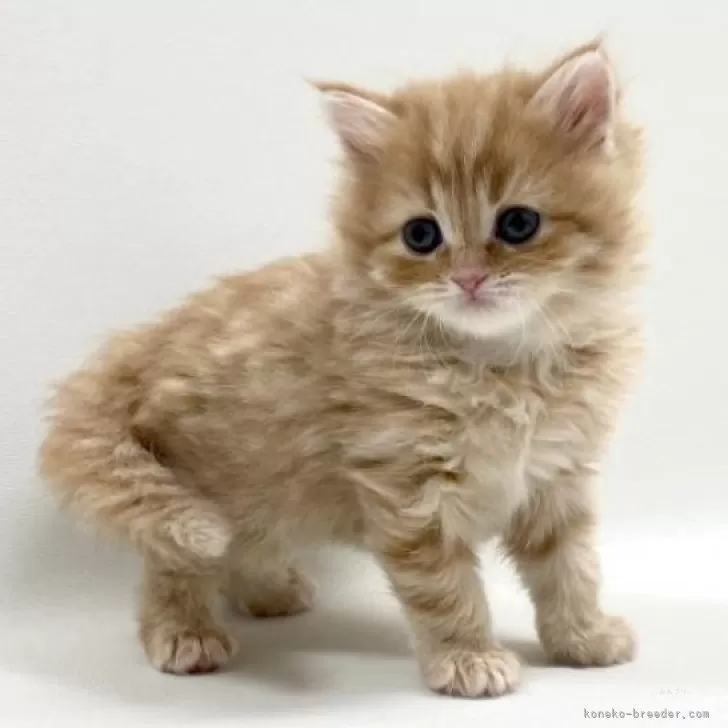 ID：2504-01157の子猫