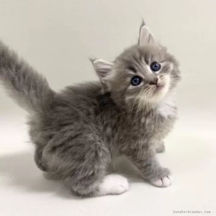 C.O 様のお迎えした子猫