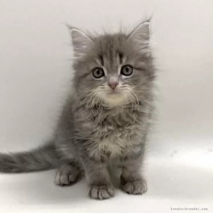 ID：2502-00845の子猫