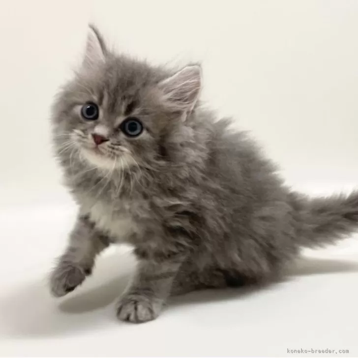 M.H 様のお迎えした子猫