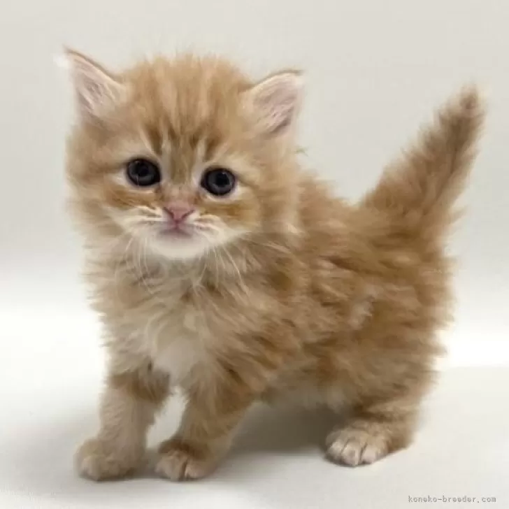 ID：2504-01159の子猫