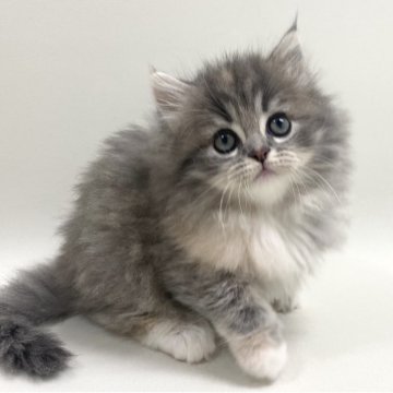 サイベリアン【埼玉県・女の子・2025年9月19日・ダイリュートキャリコ(三毛猫)（トリプルコート）】の写真「✅オンライン見学受付中！」