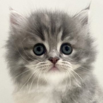 サイベリアン【埼玉県・女の子・2025年9月19日・ダイリュートキャリコ(三毛猫)（トリプルコート）】の写真「✅オンライン見学受付中！」