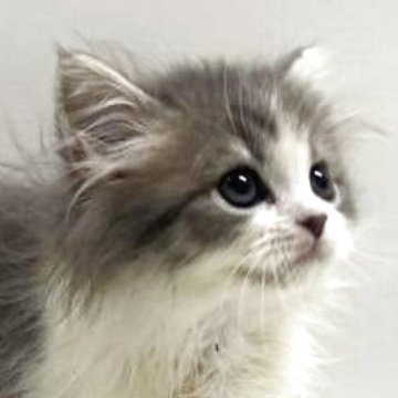 サイベリアン【埼玉県・男の子・2025年9月19日・ブルータビー&ホワイト（トリプルコート）】の写真「✅オンライン見学受付中！！」