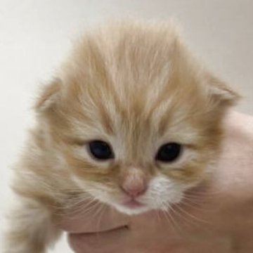 スコティッシュフォールド(折れ耳)【埼玉県・男の子・2025年12月5日・レッドタビー&ホワイト】の写真「✅オンライン見学受付中！」