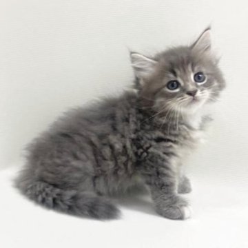 サイベリアン【埼玉県・男の子・2025年8月15日・ブルータビー&ホワイト（トリプルコート）】の写真「ふわふわモフモフの男の子💕」