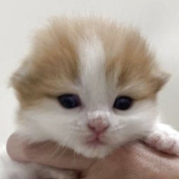 スコティッシュフォールド(折れ耳)【埼玉県・女の子・2025年12月1日・レッドタビー&ホワイト】の写真「✅オンライン見学受付中！」