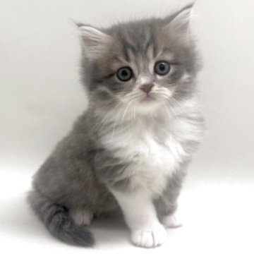 サイベリアン【埼玉県・男の子・2025年9月19日・ブルータビー&ホワイト（トリプルコート）】の写真「✅オンライン見学受付中！」