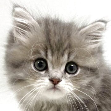 サイベリアン【埼玉県・男の子・2025年9月26日・ブルータビー&ホワイト（トリプルコート）】の写真「✅オンライン見学受付中！！」