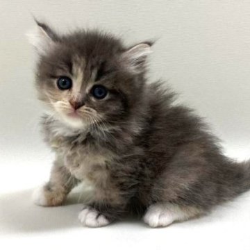 サイベリアン【埼玉県・女の子・2025年4月4日・ダイリュートキャリコ(三毛猫)（トリプルコート）】の写真「キュートなお顔の女の子💕」
