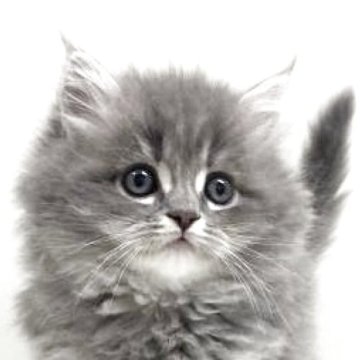 サイベリアン【埼玉県・男の子・2025年11月1日・ブルータビー（トリプルコート）】の写真「✅オンライン見学受付中！」