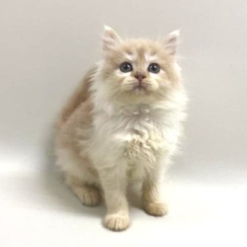 サイベリアン【埼玉県・女の子・2025年9月19日・クリームタビー&ホワイト（トリプルコート）】の写真「ふわふわモフモフ女の子💕」