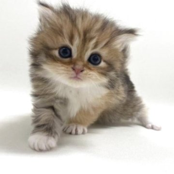 サイベリアン【埼玉県・女の子・2025年10月3日・ブラウンタビー&ホワイト（トリプルコート）】の写真「✅オンライン見学受付中！」