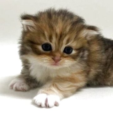 サイベリアン【埼玉県・女の子・2025年10月3日・ブラウンタビー&ホワイト（トリプルコート）】の写真「✅オンライン見学受付中！」