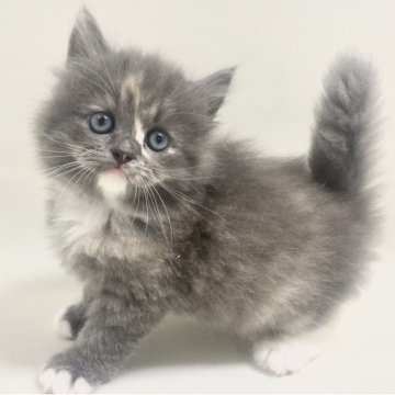 サイベリアン【埼玉県・女の子・2025年9月19日・ダイリュートキャリコ(三毛猫)（トリプルコート）】の写真「✅オンライン見学受付中！！」