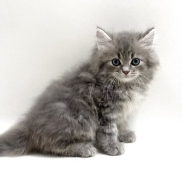 サイベリアン【埼玉県・男の子・2025年10月5日・ブルータビー（トリプルコート）】の写真「✅オンライン見学受付中！」