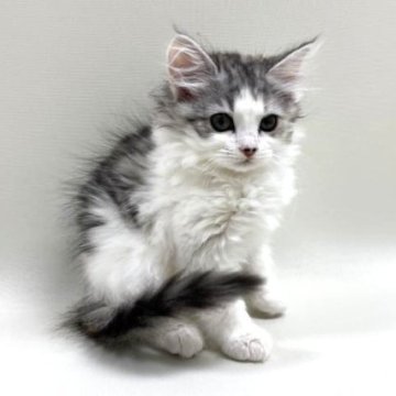 サイベリアン【埼玉県・女の子・2025年3月21日・キャリコ(三毛猫)（トリプルコート）】の写真「とっても美人さんな女の子💕」