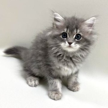 サイベリアン【埼玉県・男の子・2025年6月22日・ブルータビー（トリプルコート）】の写真「バブバブ顔の男の子です💕」