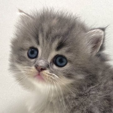 サイベリアン【埼玉県・女の子・2025年9月19日・ダイリュートキャリコ(三毛猫)（トリプルコート）】の写真「⭐先行販売開始しました⭐」
