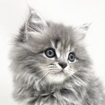 サイベリアン【埼玉県・男の子・2025年11月1日・ブルータビー（トリプルコート）】の写真「✅オンライン見学受付中！」