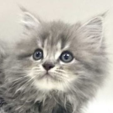 サイベリアン【埼玉県・男の子・2025年11月1日・ブルータビー（トリプルコート）】の写真「✅オンライン見学受付中！」