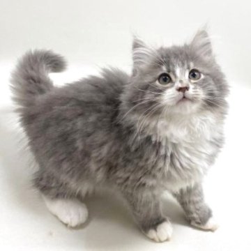 サイベリアン【埼玉県・男の子・2025年10月18日・ブルータビー&ホワイト（トリプルコート）】の写真「✅オンライン見学受付中！」