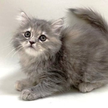 サイベリアン【埼玉県・女の子・2024年12月16日・ブルーパッチドタビー（トリプルコート）】の写真「バブバブ顔の女の子💕」