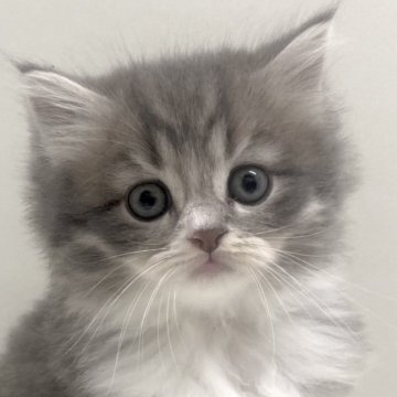 サイベリアン【埼玉県・男の子・2025年9月19日・ブルータビー&ホワイト（トリプルコート）】の写真「✅オンライン見学受付中！」