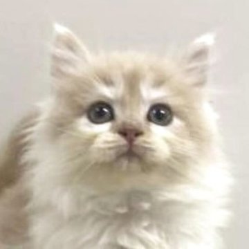 サイベリアン【埼玉県・女の子・2025年9月19日・クリームタビー&ホワイト（トリプルコート）】の写真「✅オンライン見学受付中！！」