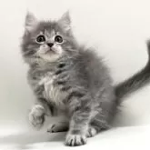 サイベリアン