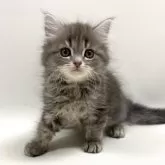 サイベリアン【埼玉県・男の子・2024年12月11日・ブルータビー】の写真1