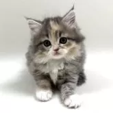 サイベリアン【埼玉県・女の子・2025年3月2日・ダイリュートキャリコ(三毛猫)】の写真1