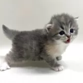 サイベリアン
