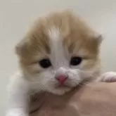 スコティッシュフォールド(折れ耳)