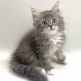 サイベリアン