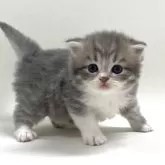 サイベリアン