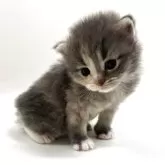 サイベリアン