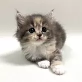 サイベリアン