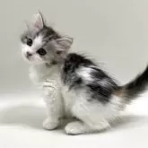 サイベリアン【埼玉県・女の子・2025年3月21日・キャリコ(三毛猫)】の写真2「珍しい三毛猫のサイベリアン💕」