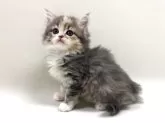 サイベリアン【埼玉県・女の子・2025年3月2日・ダイリュートキャリコ(三毛猫)】の写真3